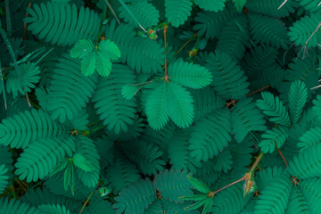 Background of shy princess green leaves, wild plant shy princess traditional medicinal ingredients