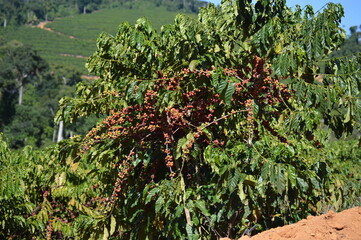 Fototapeta na wymiar Coffee beans on a coffee tree on a plantation in the interior of Brazil