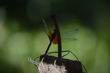 Dragonfly in its natural habitat in the interior of Brazil