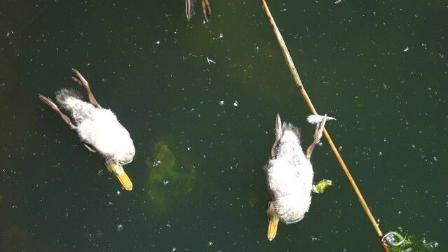 Dead ducks swim in dirty infected water. Ecological problems.