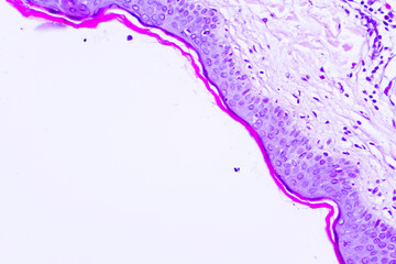 Backgrounds of human cells tissue of cervix under the microscope in pathology lab.View in...