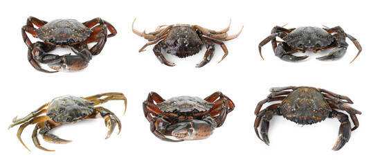 Fresh raw crab isolated on white, set