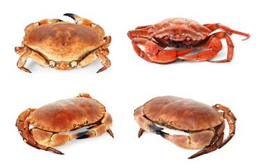 Fresh cooked crab isolated on white, set