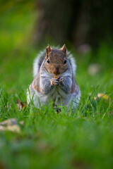 Squirrel, Bristol, UK
