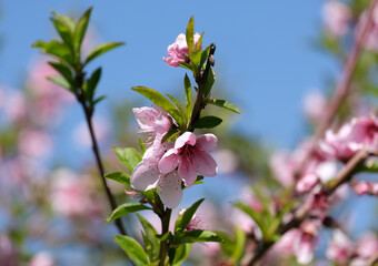 Spring blooming peach tree (Prunus persica)