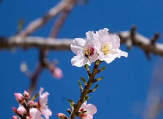 A bee sits on an almond tree flower (lat.- Prunus dulcis)