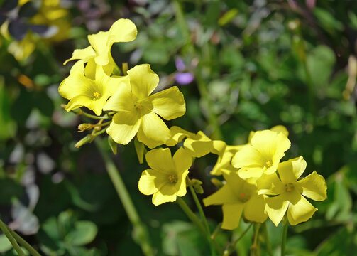 Species of tristylous yellow-flowering plant (lat.- Oxalis pes-caprae)