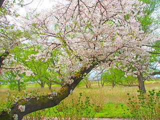 April 17, 2024 Iwate Prefecture Kitakami Tenshochi, cherry blossom in full bloom