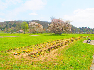 Fototapeta premium April 17, 2024 Iwate Prefecture Kitakami Tenshochi, cherry blossom in full bloom