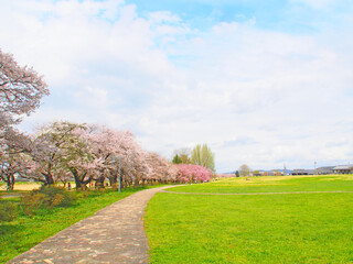 April 17, 2024 Iwate Prefecture Kitakami Tenshochi, cherry blossom in full bloom