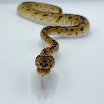 Clown Ball Python