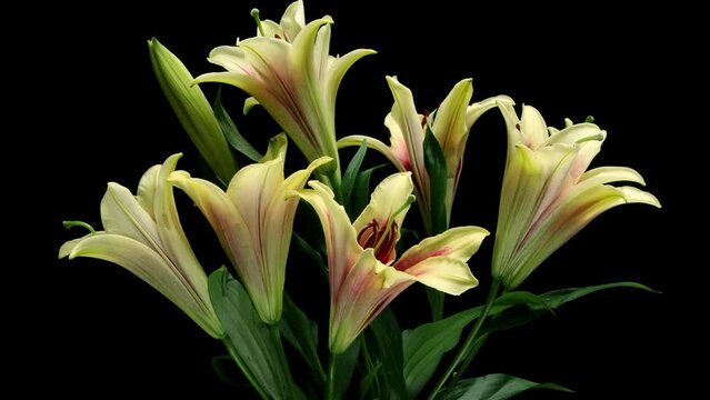 Time-lapse of stargazer lily flowers blooming