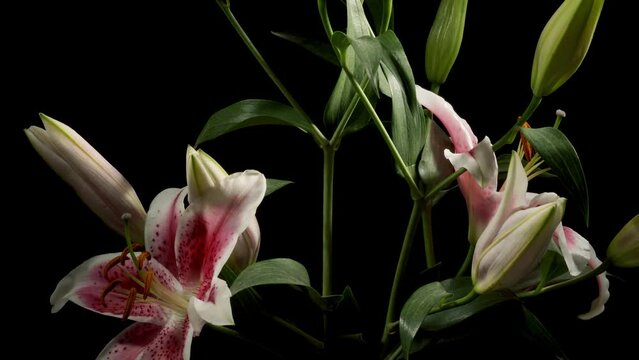 Time-lapse of stargazer lily flowers blooming