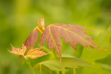 Maple Leaves