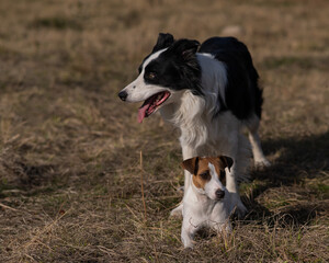 Dog jack russell terrier and border collie walking in the park in autumn. 