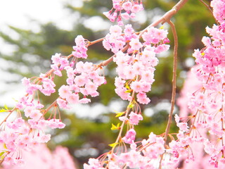 April 19, 2024 Cherry blossoms in full bloom at Hirosaki Castle, Aomori Prefecture