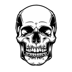 black and white etching of a human skull on a white background