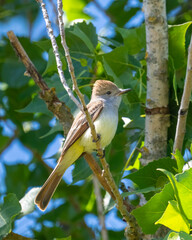 Close up of an ash-throated flycatcher.