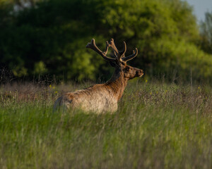 A tule elk in the San Joaquin Valley of California.