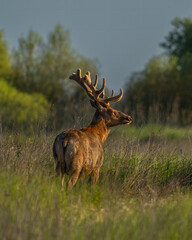A tule elk in the San Joaquin Valley of California.