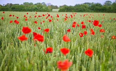 Fototapeta premium Old battlefields