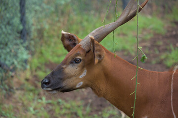 Portrait of bongo (Tragelaphus eurycerus), native to sub-Saharan Africa antelope