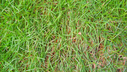 A Type Of Japanese Grass (Zoysia Japonica) Which Is Used As Home Yard Grass