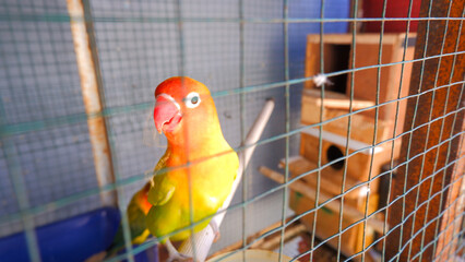 An Olive Lovebird, Perched On A Wooden Branch In A Cage