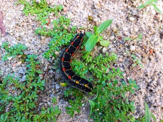 black caterpillars