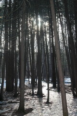 forest in winter