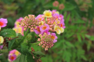 Beautiful Lantana flowers in Florida nature, closeup