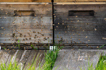 Bienenstock mit vielen Bienen im Frühjahr
