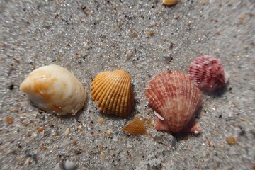 Beautiful colorful seashells on sand background in Atlantic coast of North Florida