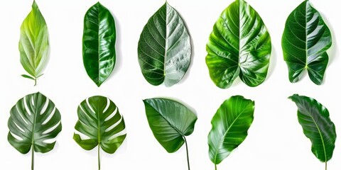 Fototapeta premium Set of tropical green leaves