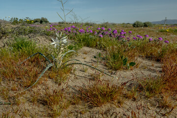 Rare and breathtaking Desert Lilies (Hesperocallis Undulata) blooming all over Anza Borrego Desert 