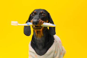 A dachshund in a cozy sweater holds a toothbrush, showcasing oral hygiene with a whimsical twist...