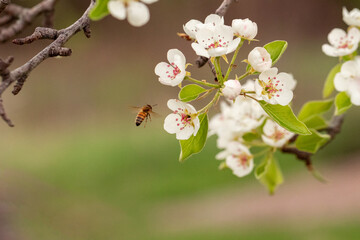 pear tree blossoms
