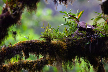 Epiphytes in the  Monteverde cloud forest in Costa Rica