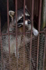 Lonely, unhappy raccoon peeks out from behind the bars of his cage