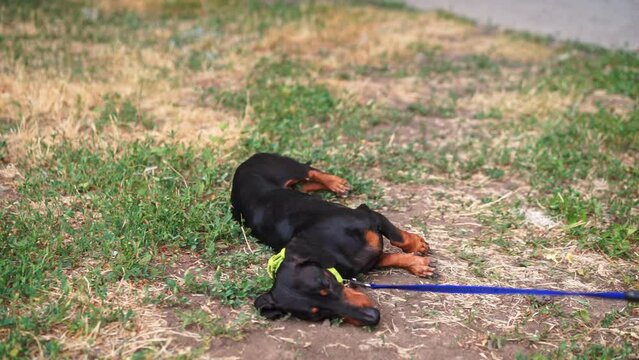 Dachshund on leash tired after walking fall on grass to rest on nature. Adorable doggy looks on owner with happiness after long walk