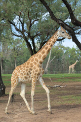 A giraffe walking between trees