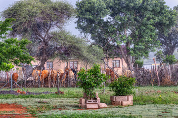 african village farm, rainy day, cattle looking for shelter near the farm house
