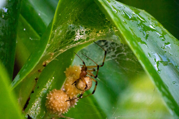 latrodectus on the rain