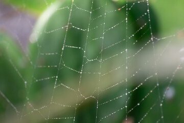 spider web with dew