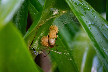 latrodectus spider on a leaf