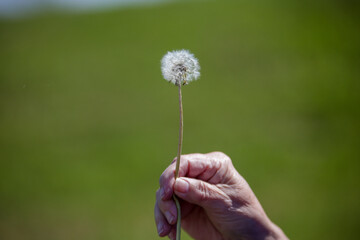 Woman hand holding dandelion stem with seedlings ready to blow off into the wilderness to start...