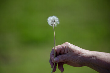 Woman hand holding dandelion stem with seedlings ready to blow off into the wilderness to start...