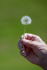 Woman hand holding dandelion stem with seedlings ready to blow off into the wilderness to start...