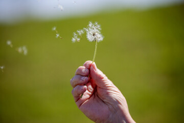 Woman hand holding dandelion stem with seedlings blowing off into the wilderness to start life anew