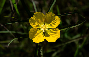 yellow flower in the garden